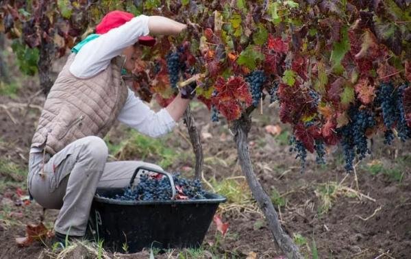 Experiences - Foto 1