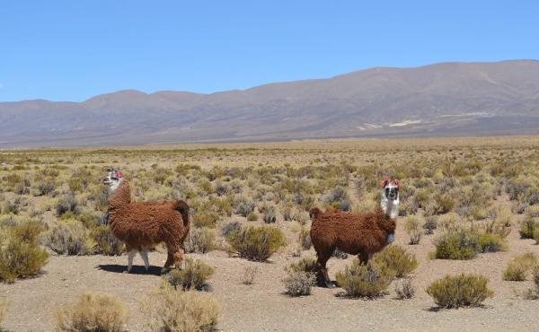 Experiences - Foto 1