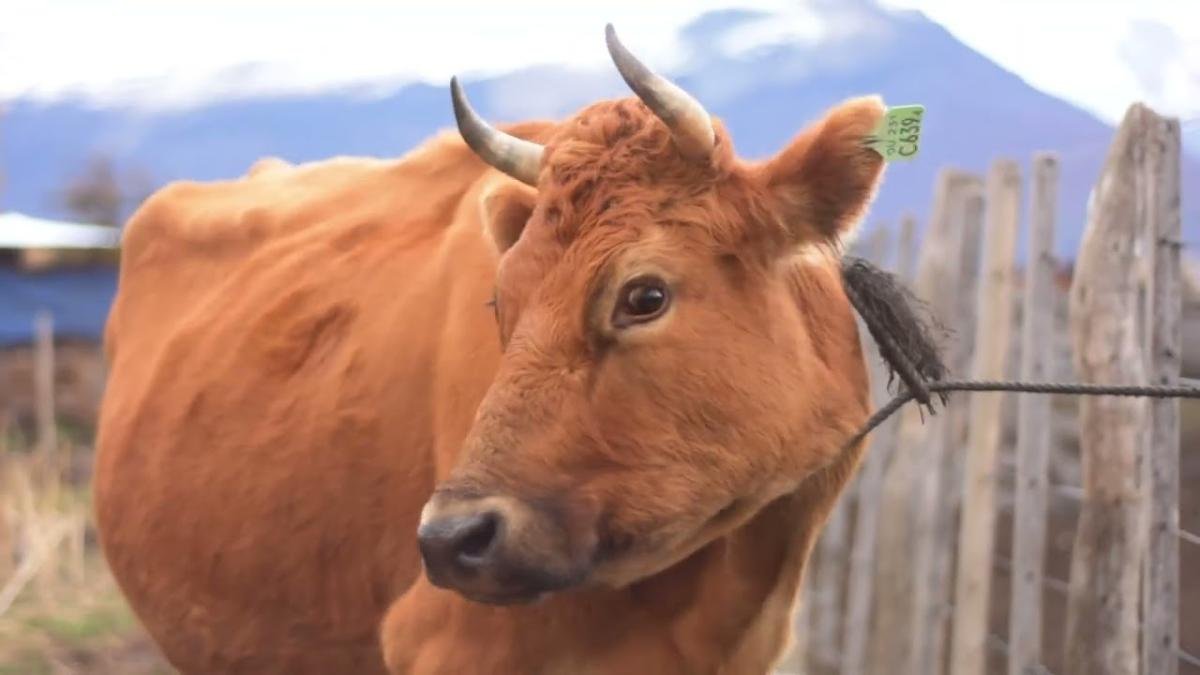 Country Day Estancia Nibepo Aike  - Image 5