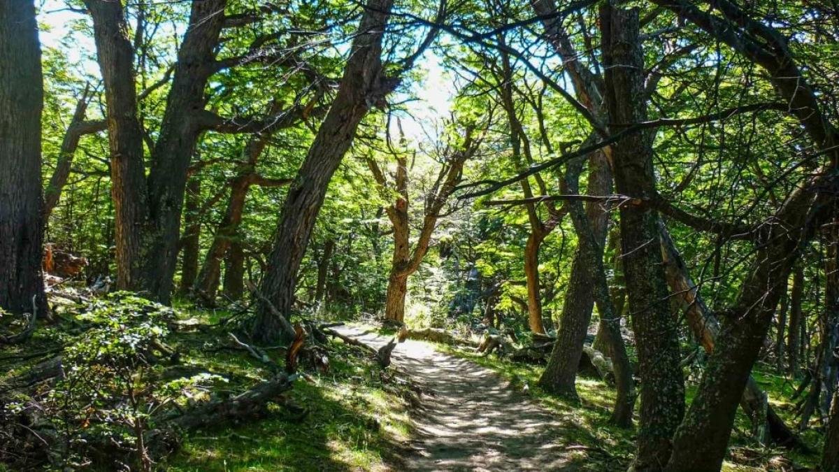 Laguna Capri Trek El Chalten - Image 11