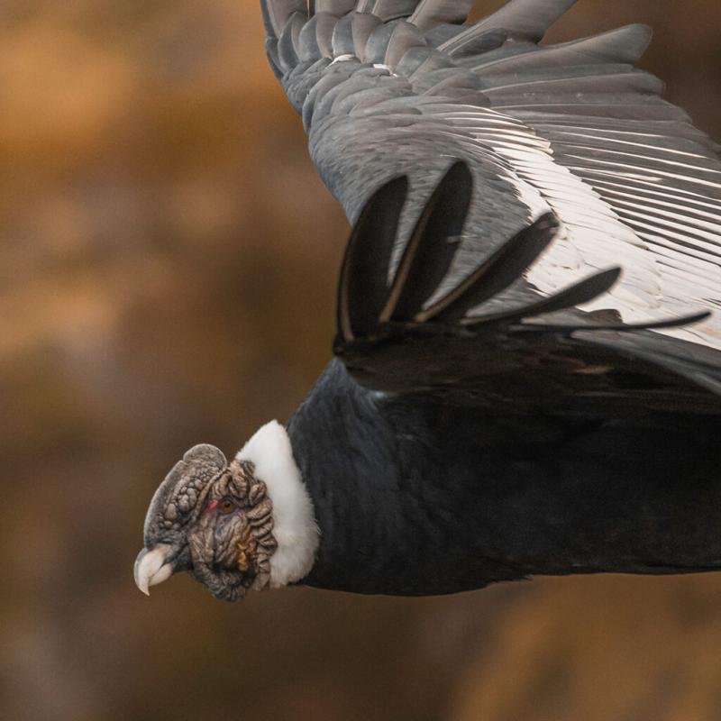 Cerro Castillo Full Day El Calafate  - Image 12