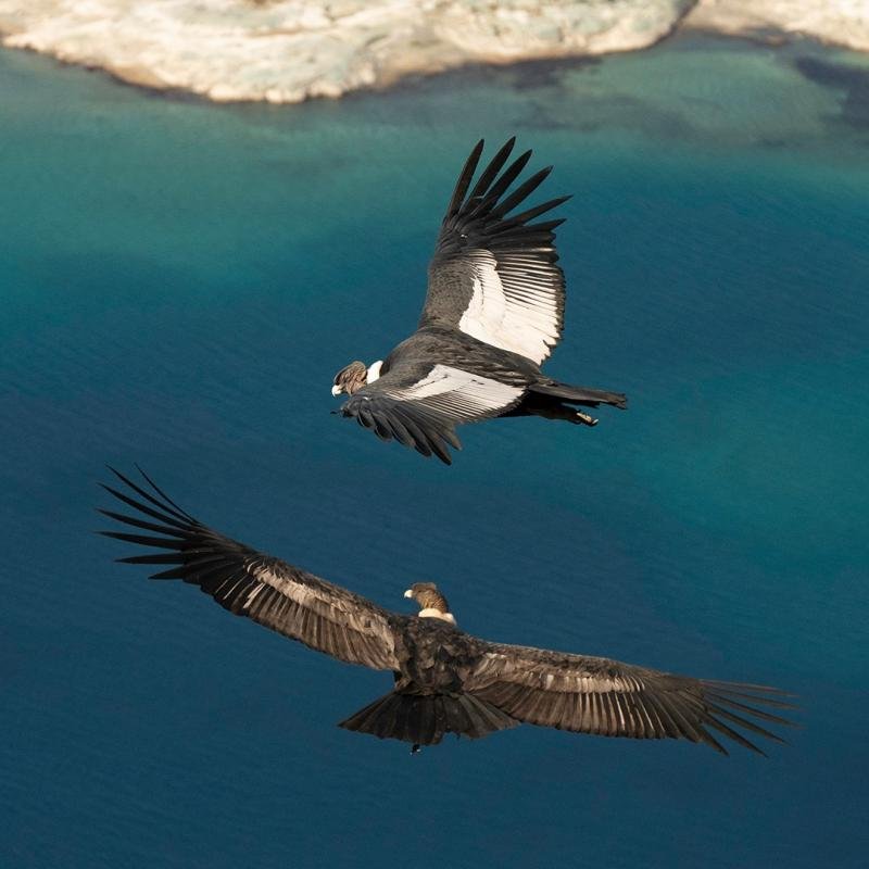 Cerro Castillo Full Day El Calafate  - Image 11