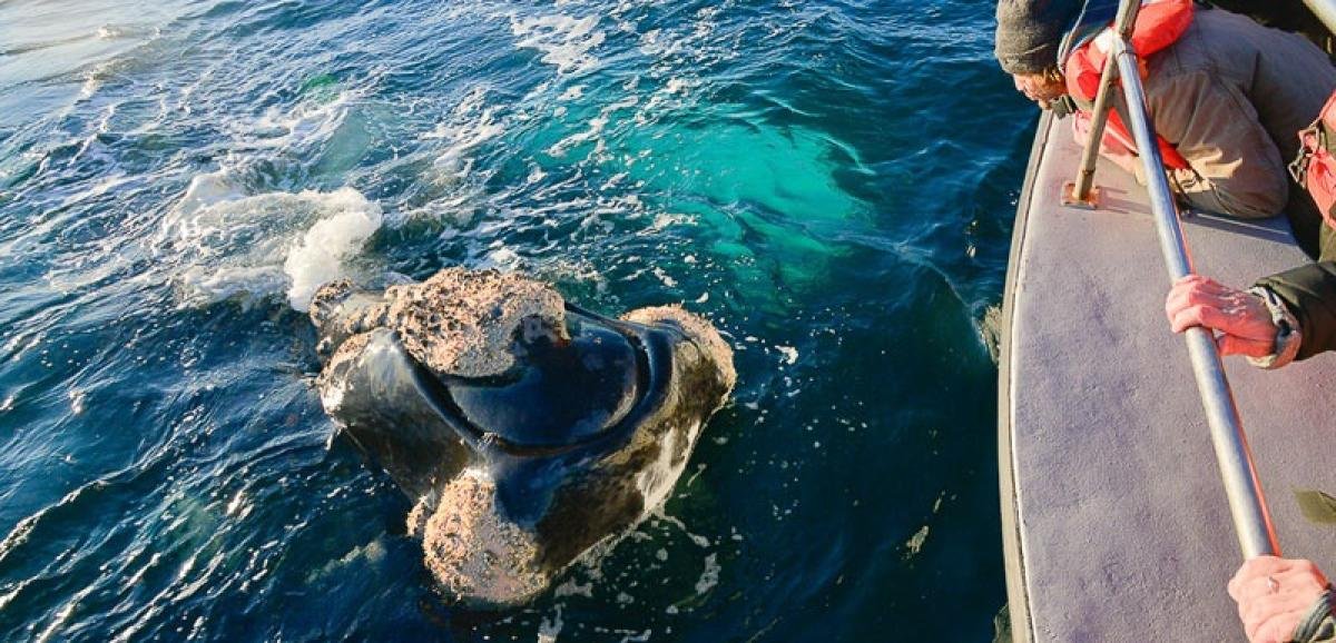 Whale Watching Peninsula Valdes - Image 1