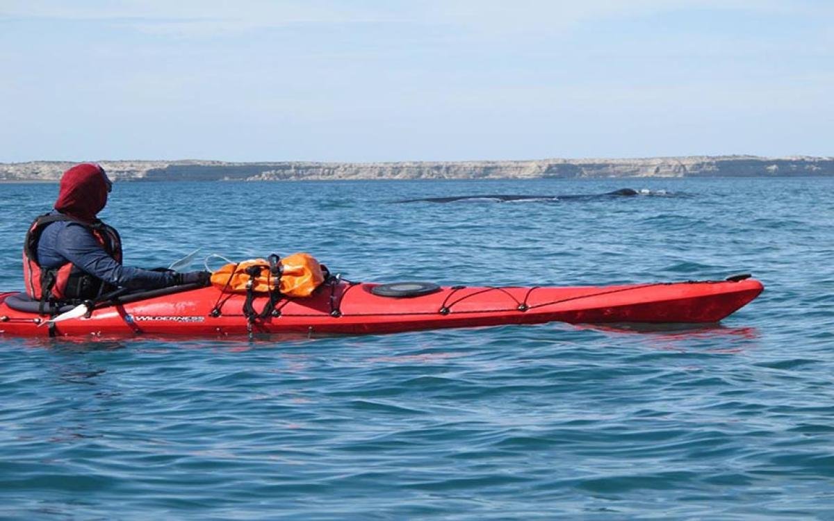 Kayaking & Whales Adventure in Golfo San José – Villarino to Bahía Encantada  - Image 6
