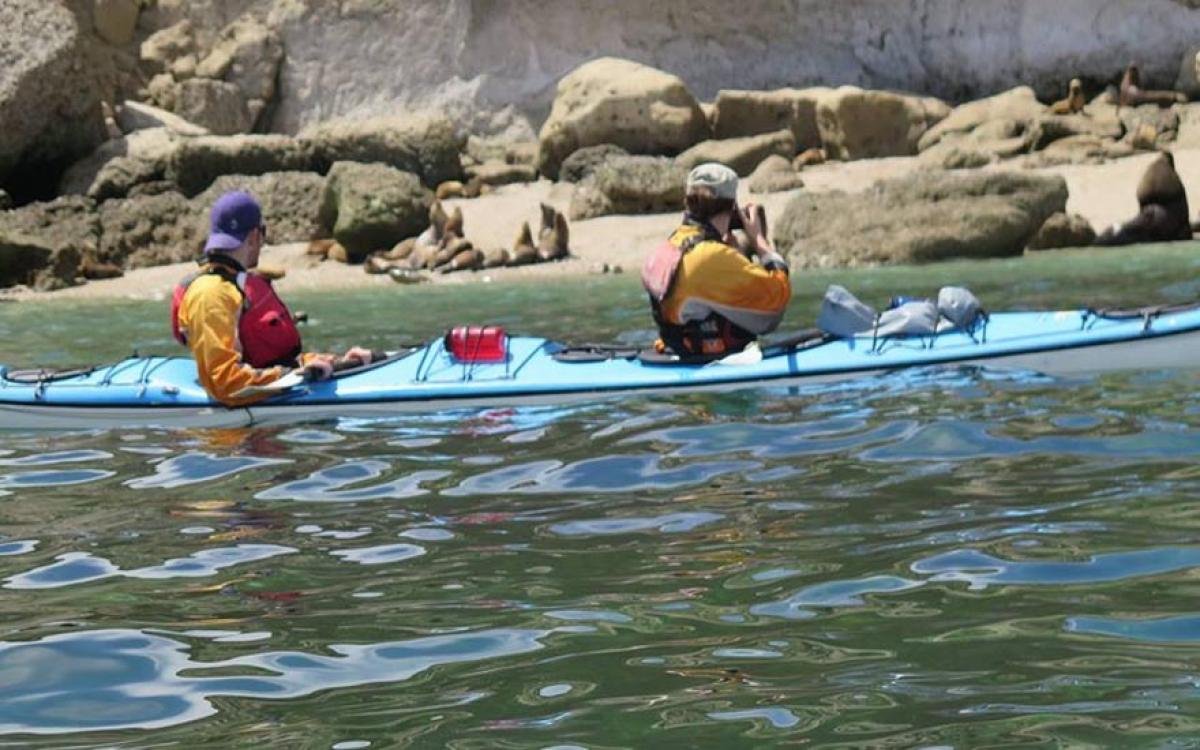 Kayaking With Sea Lions - Image 5