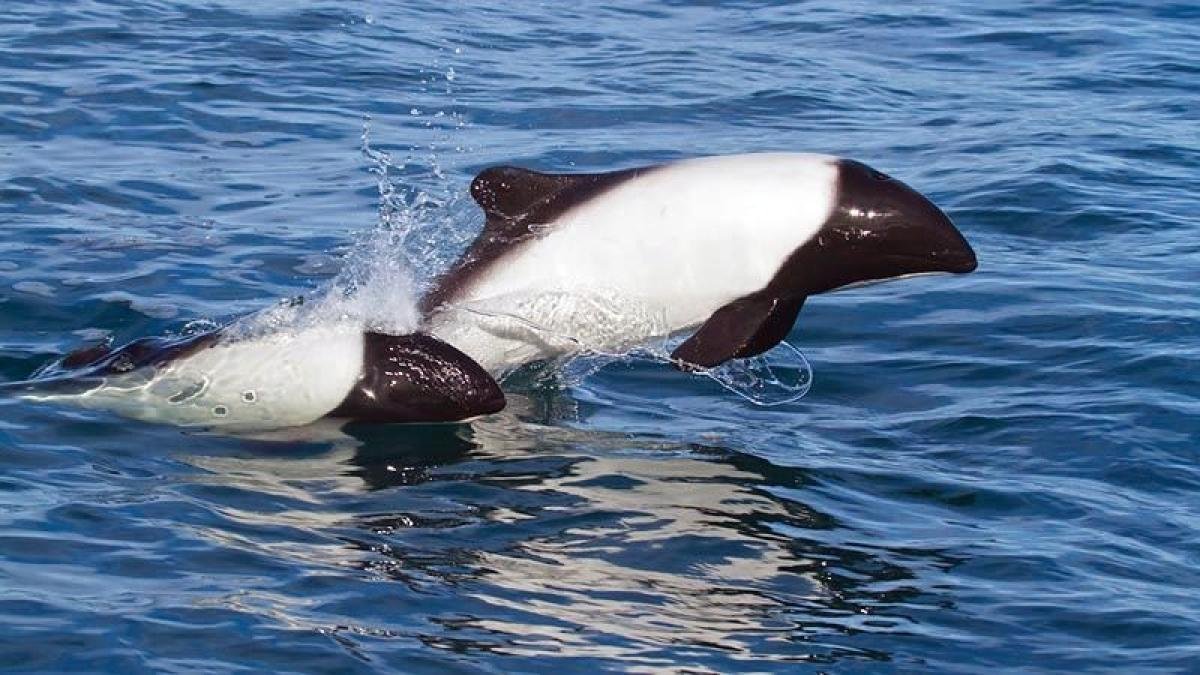 Dolphin Watching Puerto Madryn - Image 4