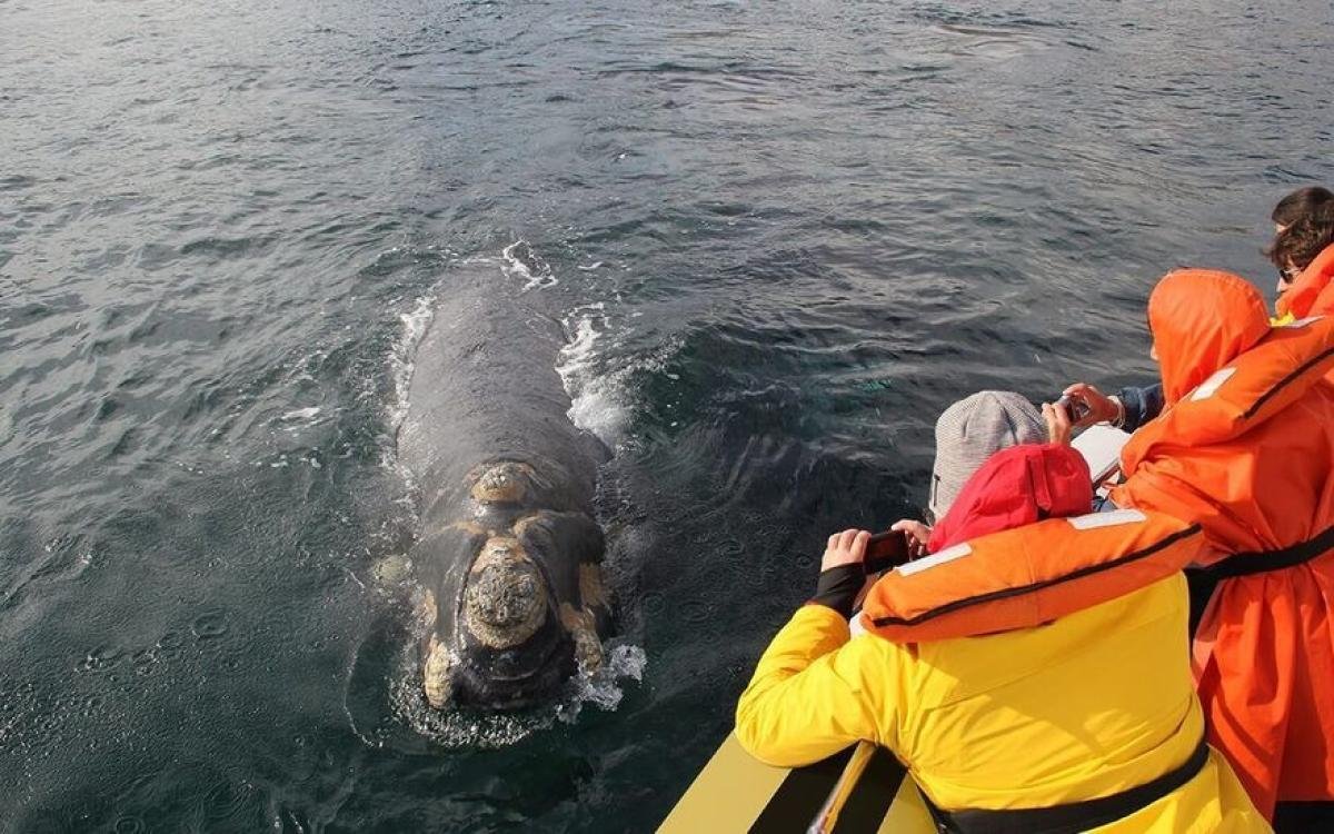 Full Day Península Valdés With Whale Watching - Image 2