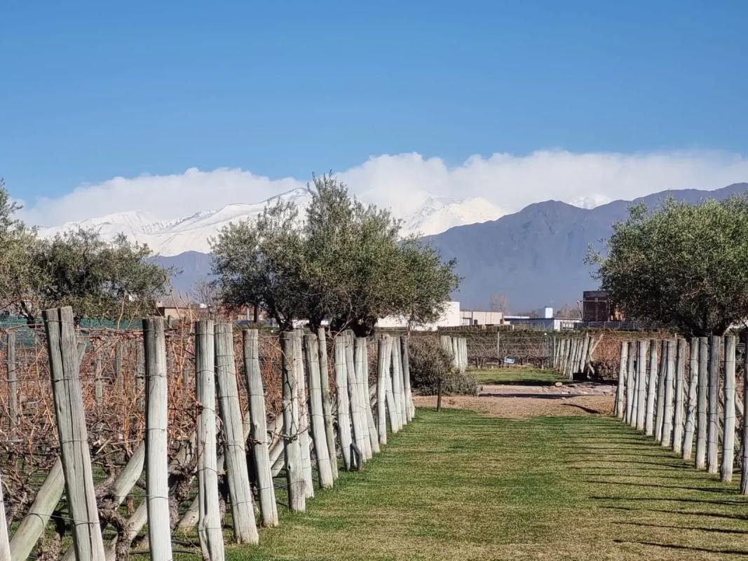 Mendoza Wine & Olive Experience - Image 2