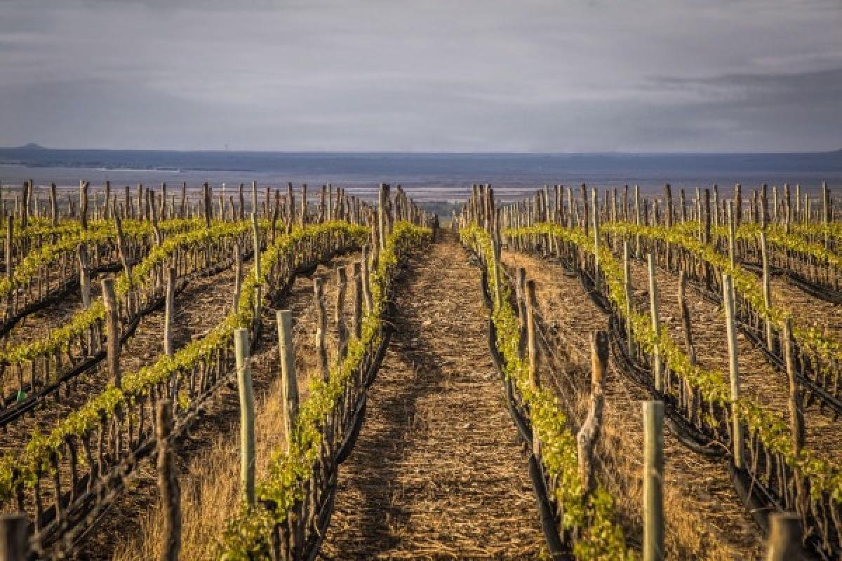 Mendoza Wine & Olive Experience - Image 13