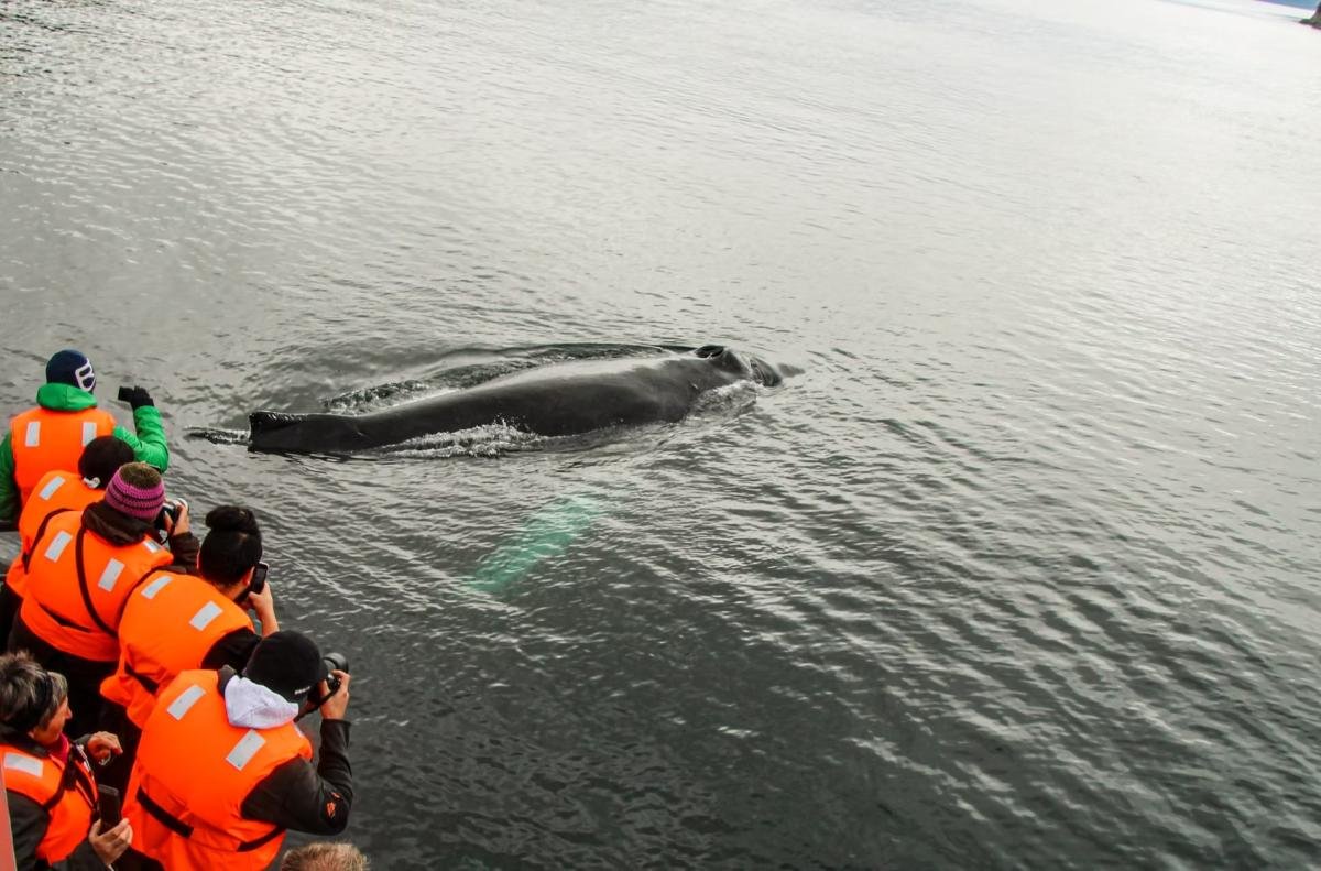 Full Day Whales & Glaciers Punta Arenas  - Image 10