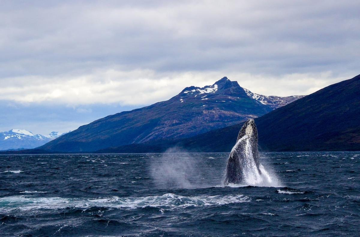 Full Day Whales & Glaciers Punta Arenas  - Image 12