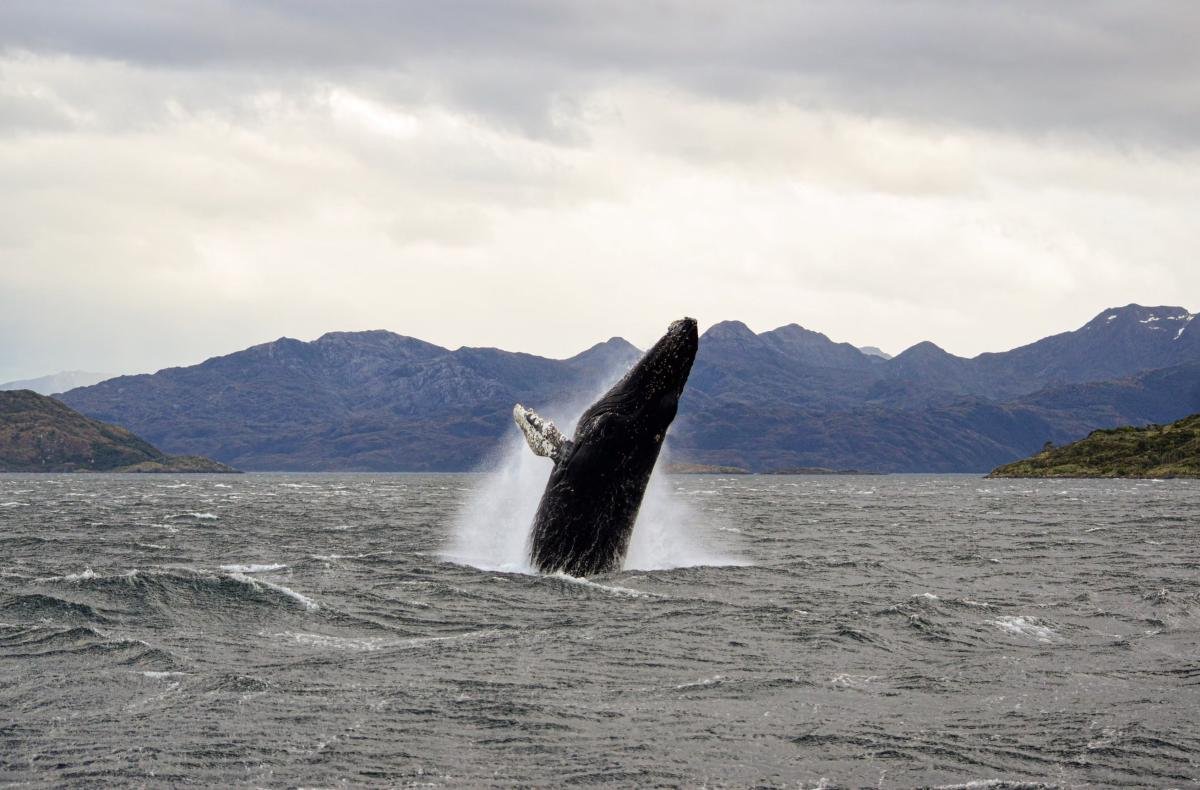 Full Day Whales & Glaciers Punta Arenas  - Image 13