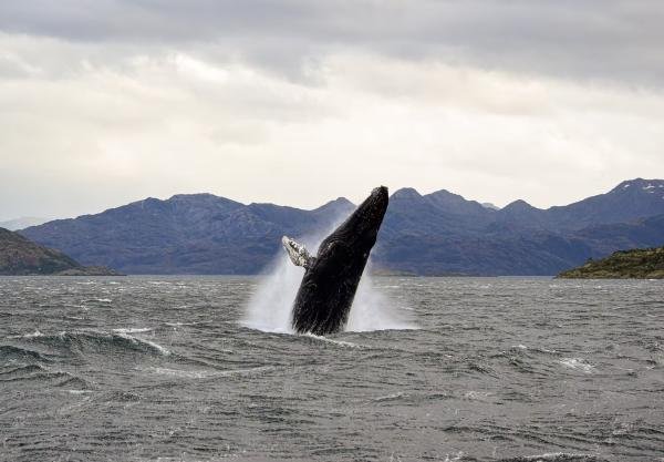Kayak With Whales Punta Arenas 