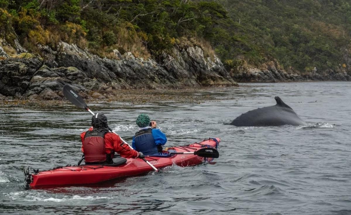 Kayak With Whales Punta Arenas  - Image 2