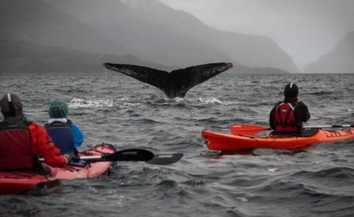 Kayak With Whales Punta Arenas  - Image 3
