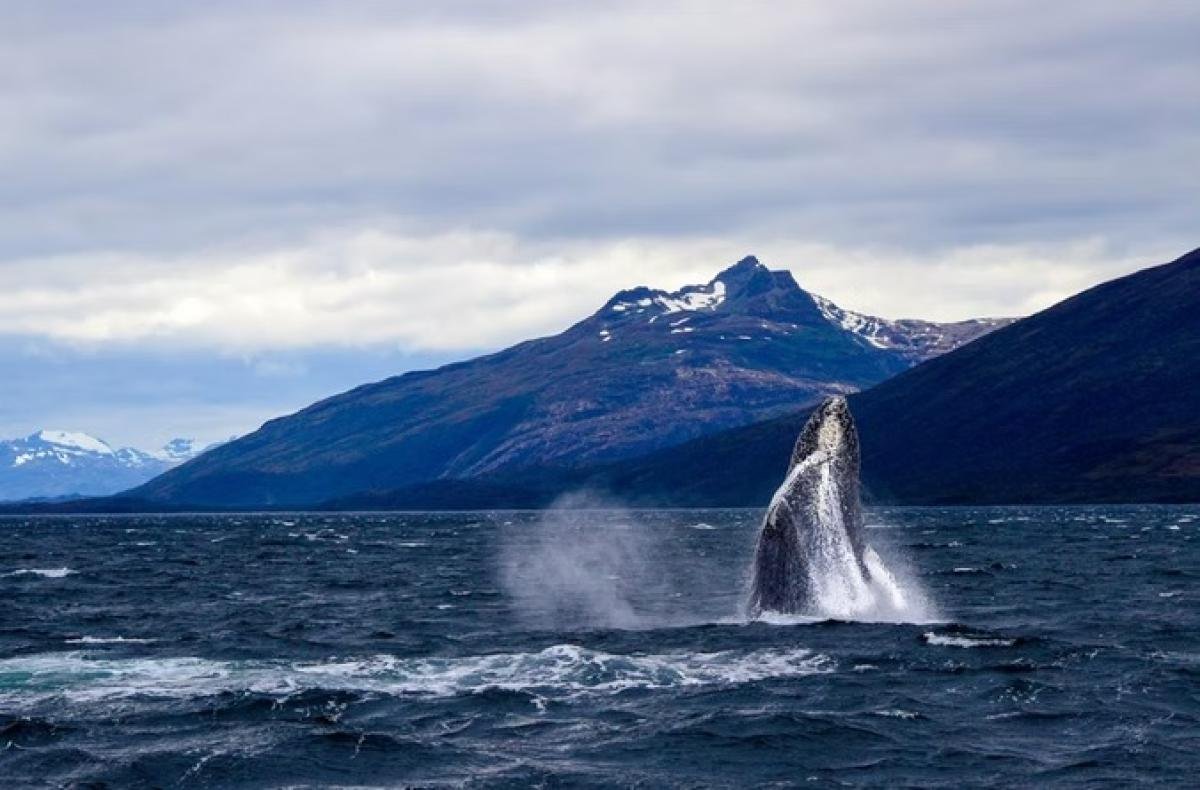 Kayak With Whales Punta Arenas  - Image 4
