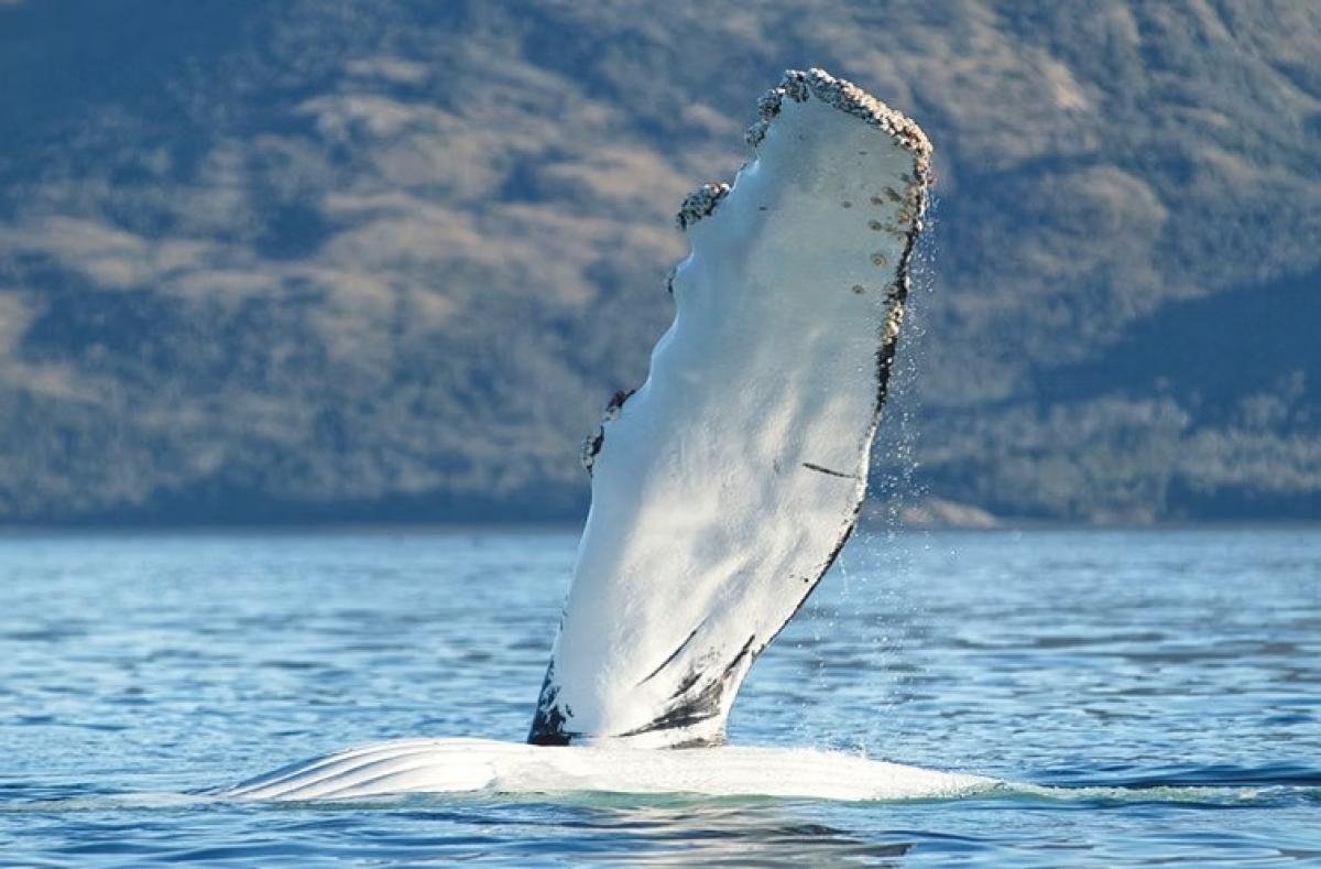 Kayak With Whales Punta Arenas  - Image 5