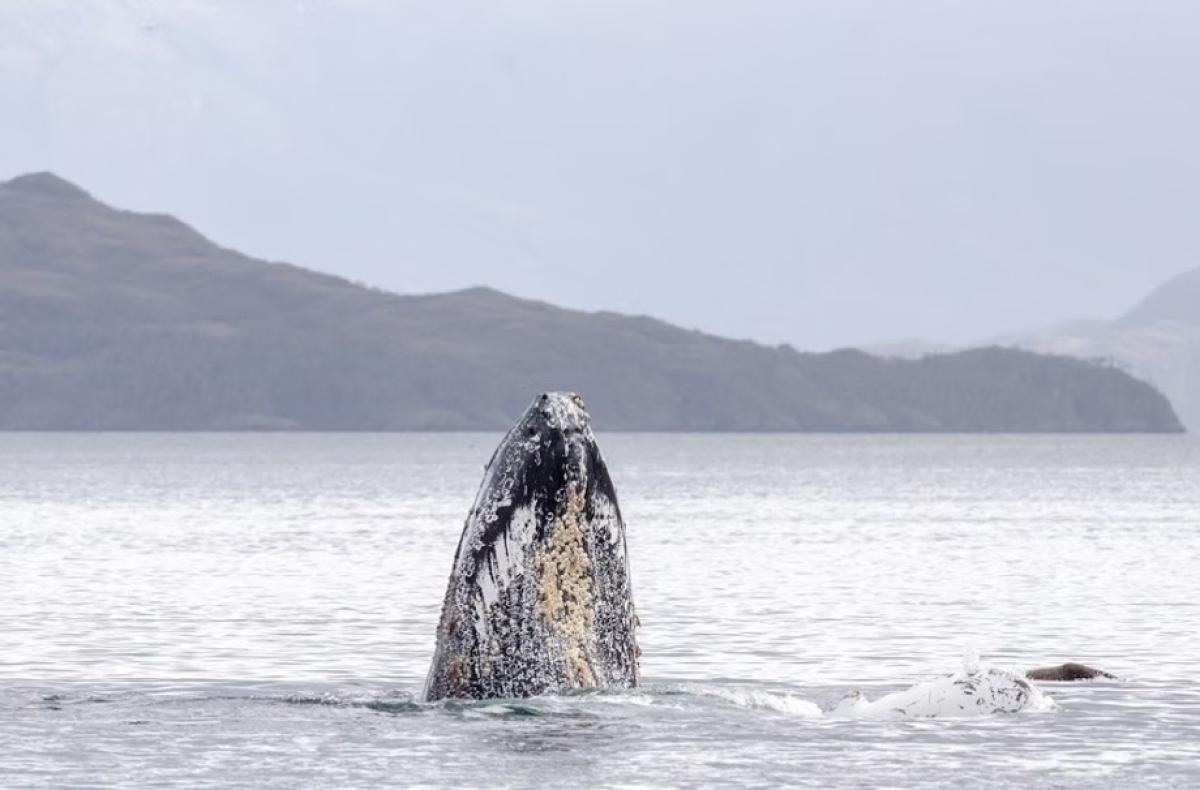 Kayak With Whales Punta Arenas  - Image 6