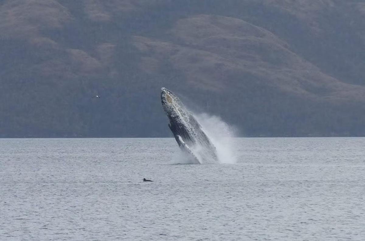 Kayak With Whales Punta Arenas  - Image 7