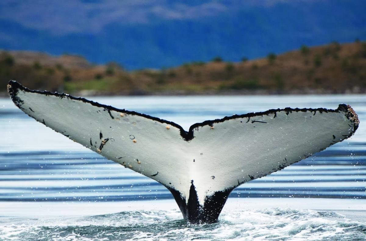 Kayak With Whales Punta Arenas  - Image 8