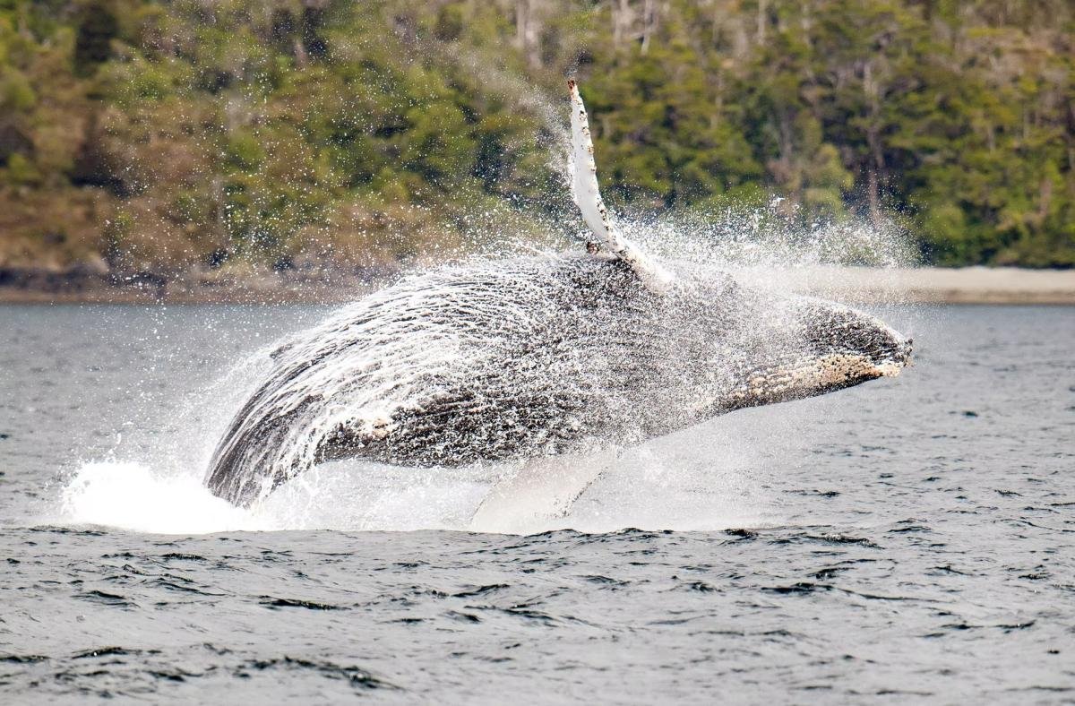 Kayak With Whales Punta Arenas  - Image 9