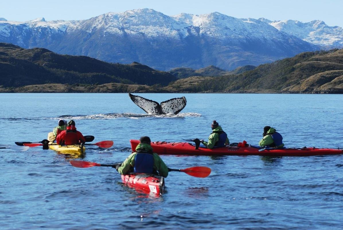 Kayak With Whales Punta Arenas  - Image 10