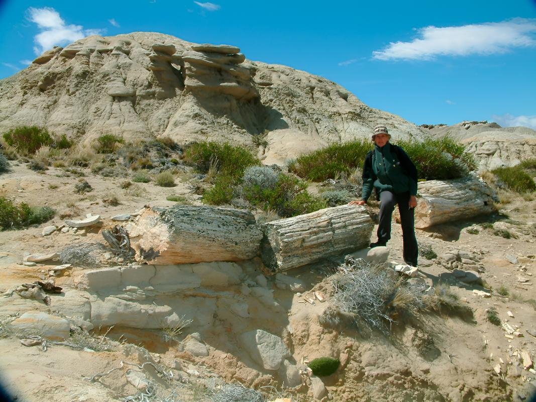 La Leona Petrified Forest - Image 2