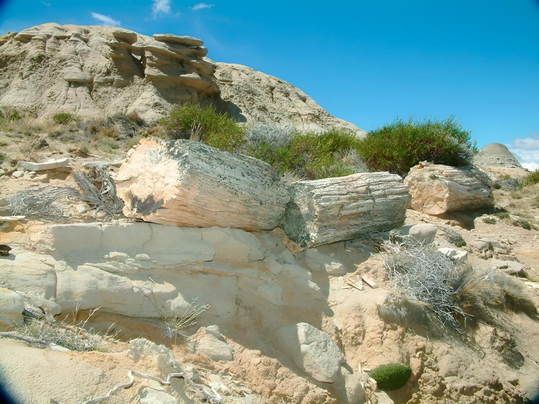 La Leona Petrified Forest - Image 5