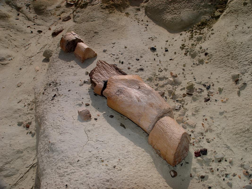La Leona Petrified Forest - Image 9