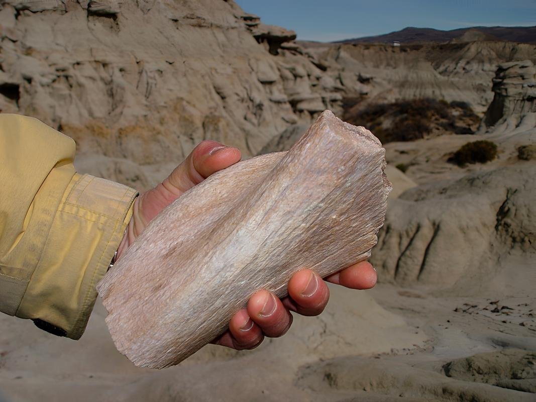 La Leona Petrified Forest - Image 10