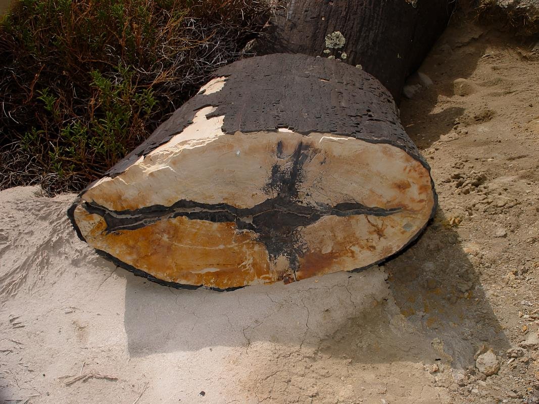 La Leona Petrified Forest - Image 11