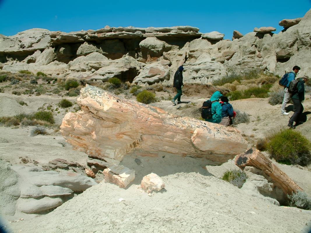 La Leona Petrified Forest - Image 14