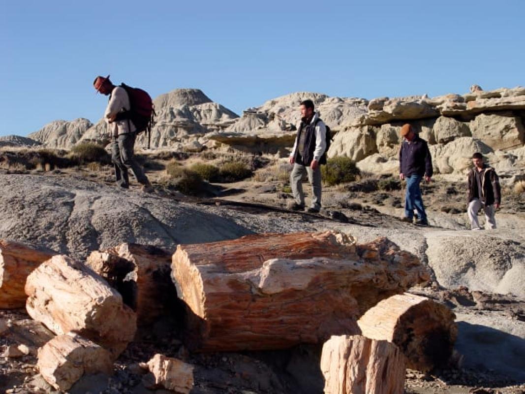 La Leona Petrified Forest - Image 17