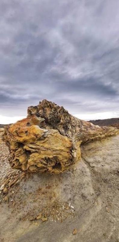 La Leona Petrified Forest - Image 22