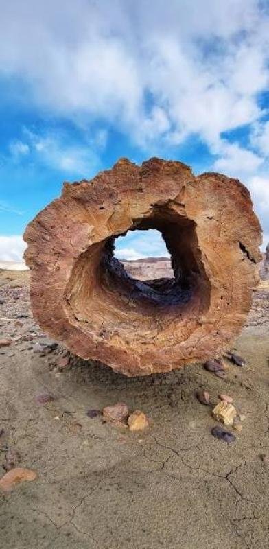 La Leona Petrified Forest - Image 23