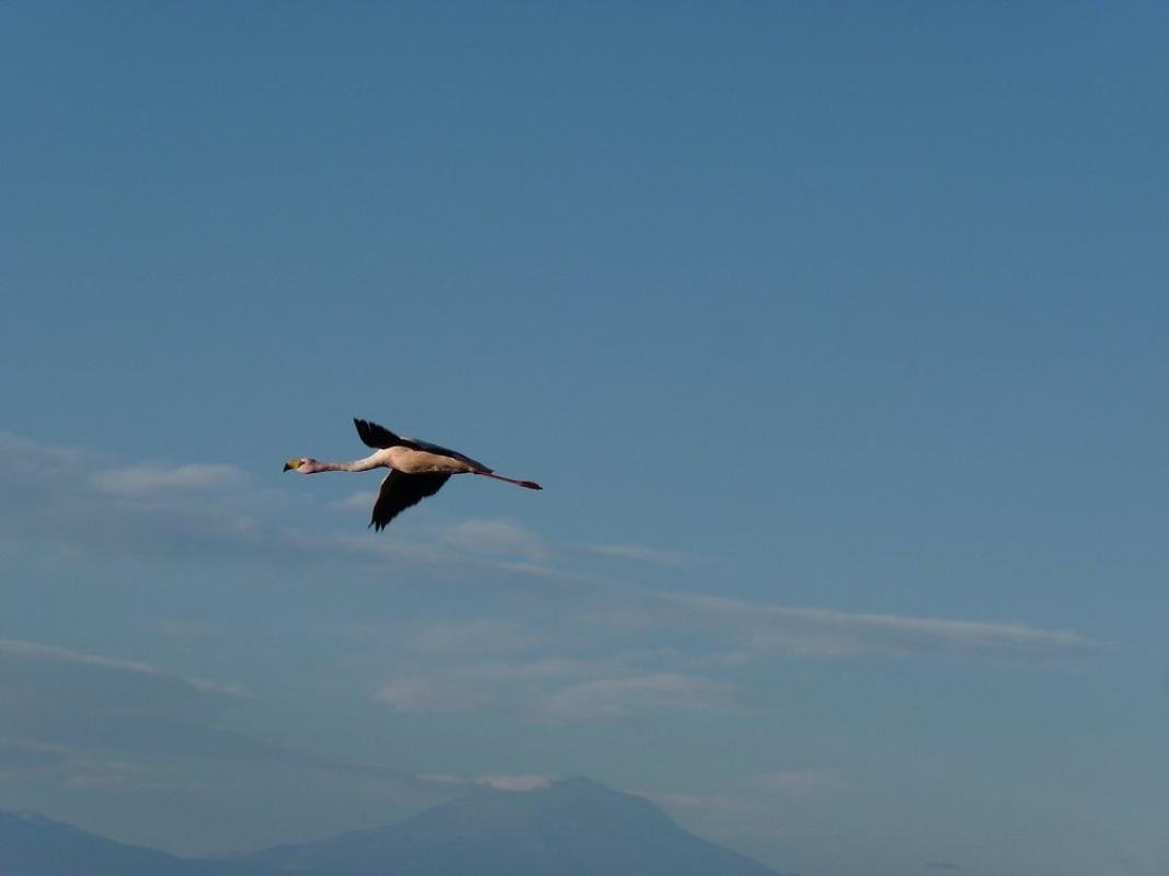 Altiplanic Lagoons & Piedras Rojas Tour - Image 1