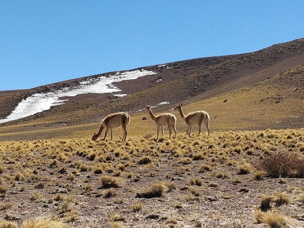 Altiplanic Lagoons & Piedras Rojas Tour - Image 6