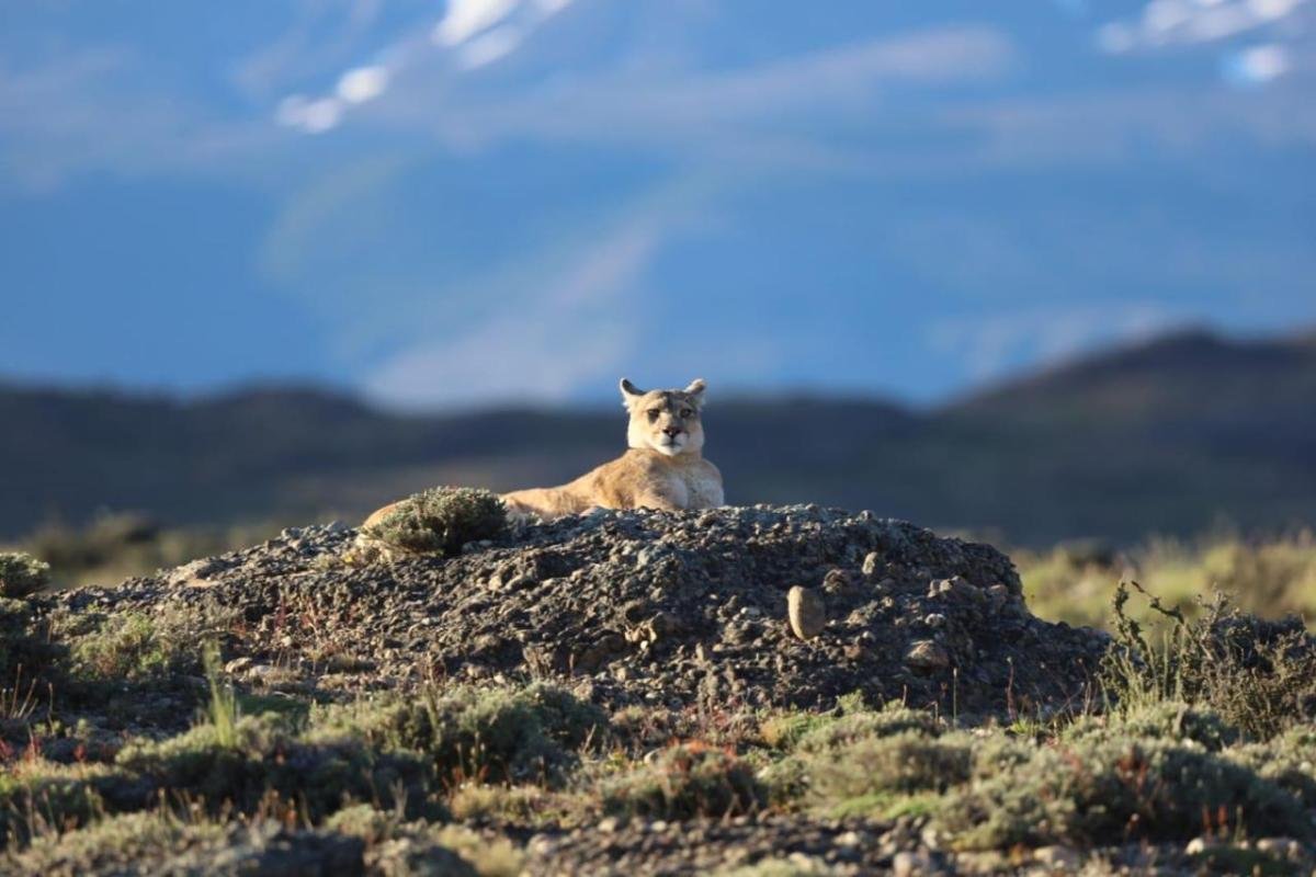 Puma Tracking Torres del Paine 