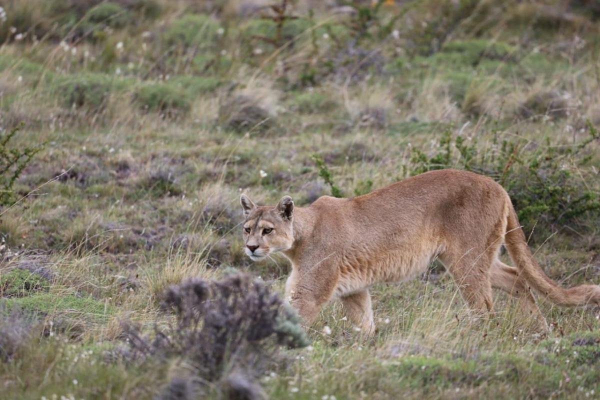 Puma Tracking Torres del Paine  - Image 4