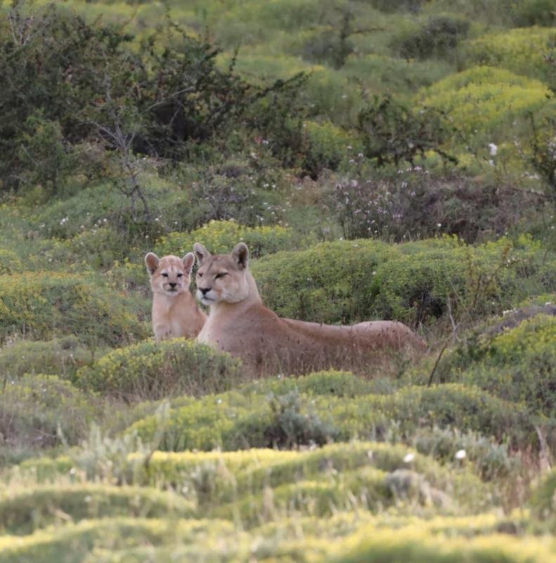 Puma Tracking Torres del Paine  - Image 5