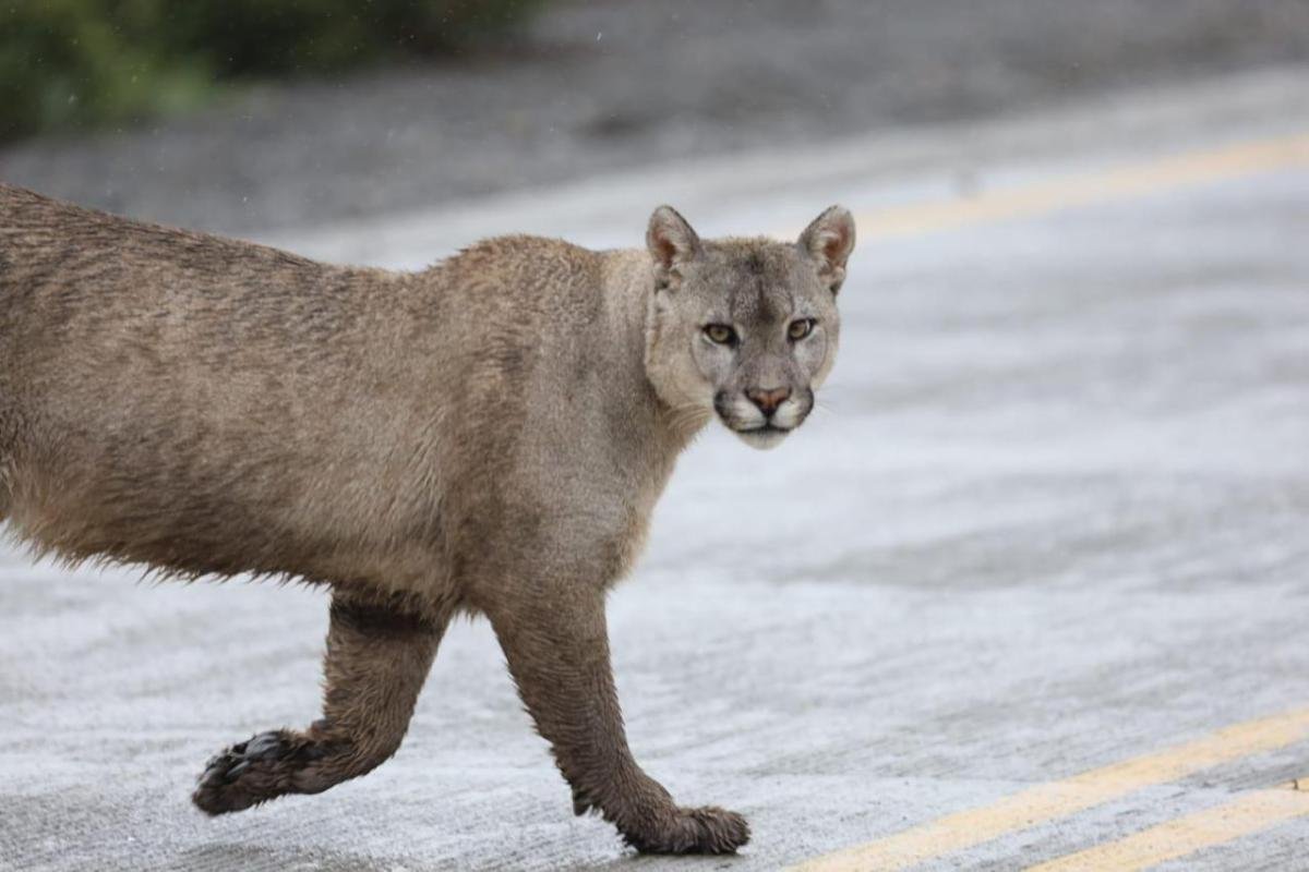 Puma Tracking Torres del Paine  - Image 7