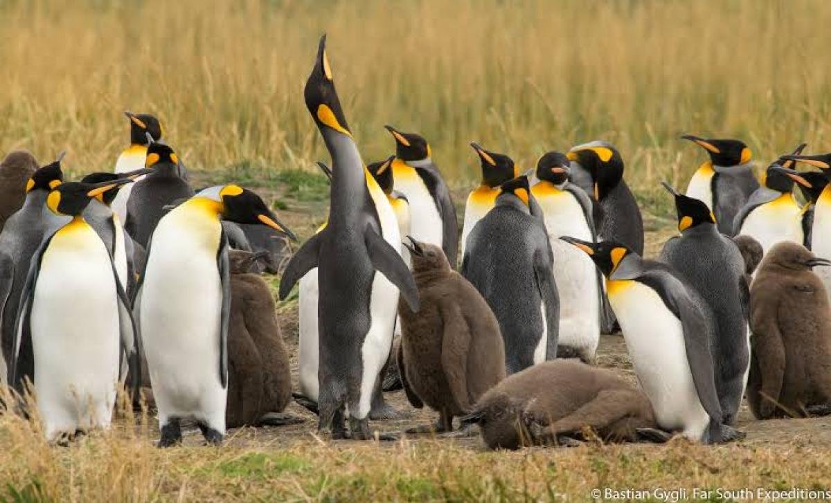 King Penguin Tour From Punta Arenas - Image 1