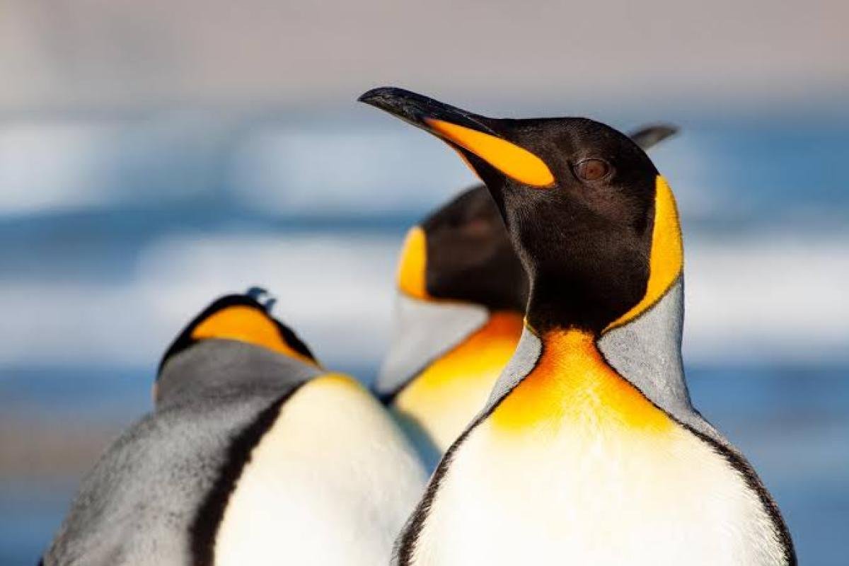 King Penguin Tour From Punta Arenas - Image 2