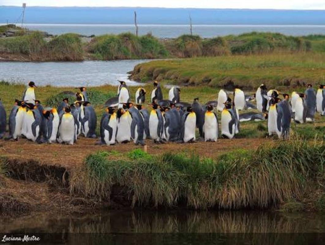 King Penguin Tour From Punta Arenas - Image 3