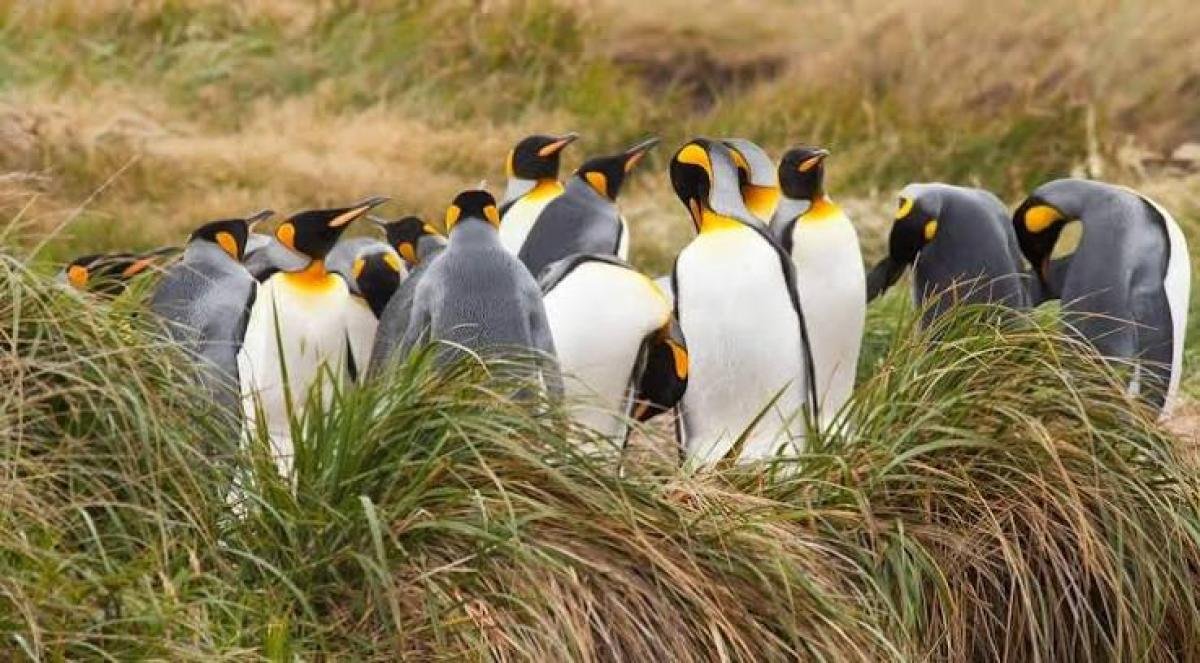 King Penguin Tour From Punta Arenas - Image 4