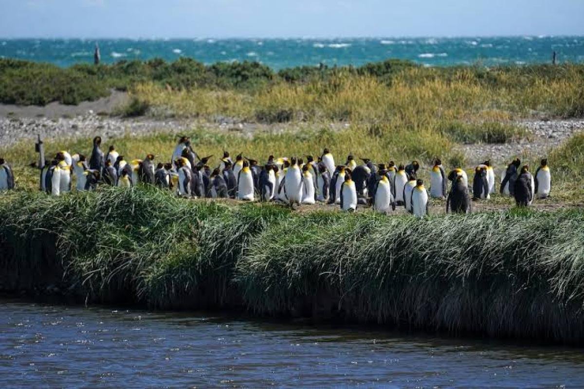 King Penguin Tour From Punta Arenas - Image 5