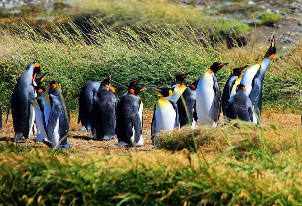 King Penguin Tour From Punta Arenas - Image 6