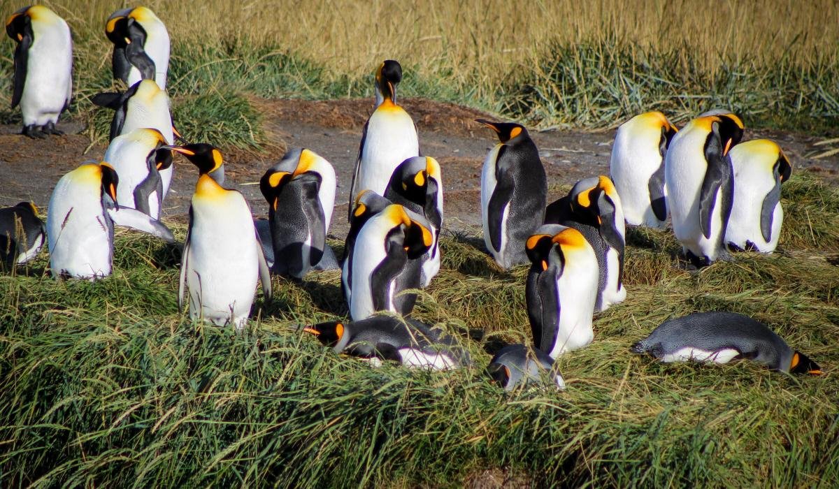King Penguin Tour From Punta Arenas