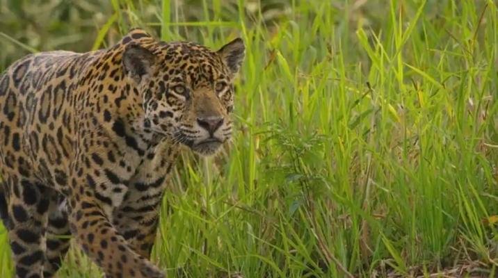 Discovering the Iberá Wetlands: Argentina’s Hidden Nature Paradise