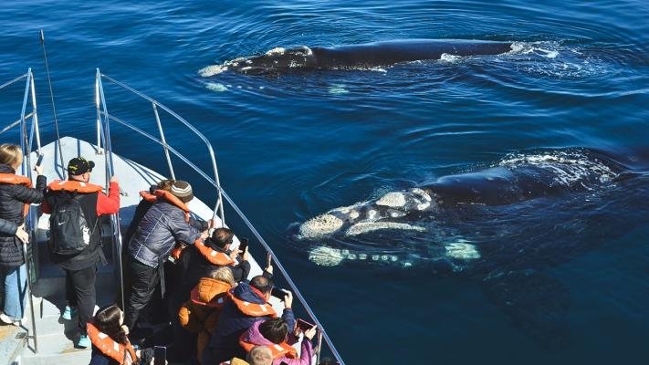 Puerto Madryn: Home of the Southern Right Whale